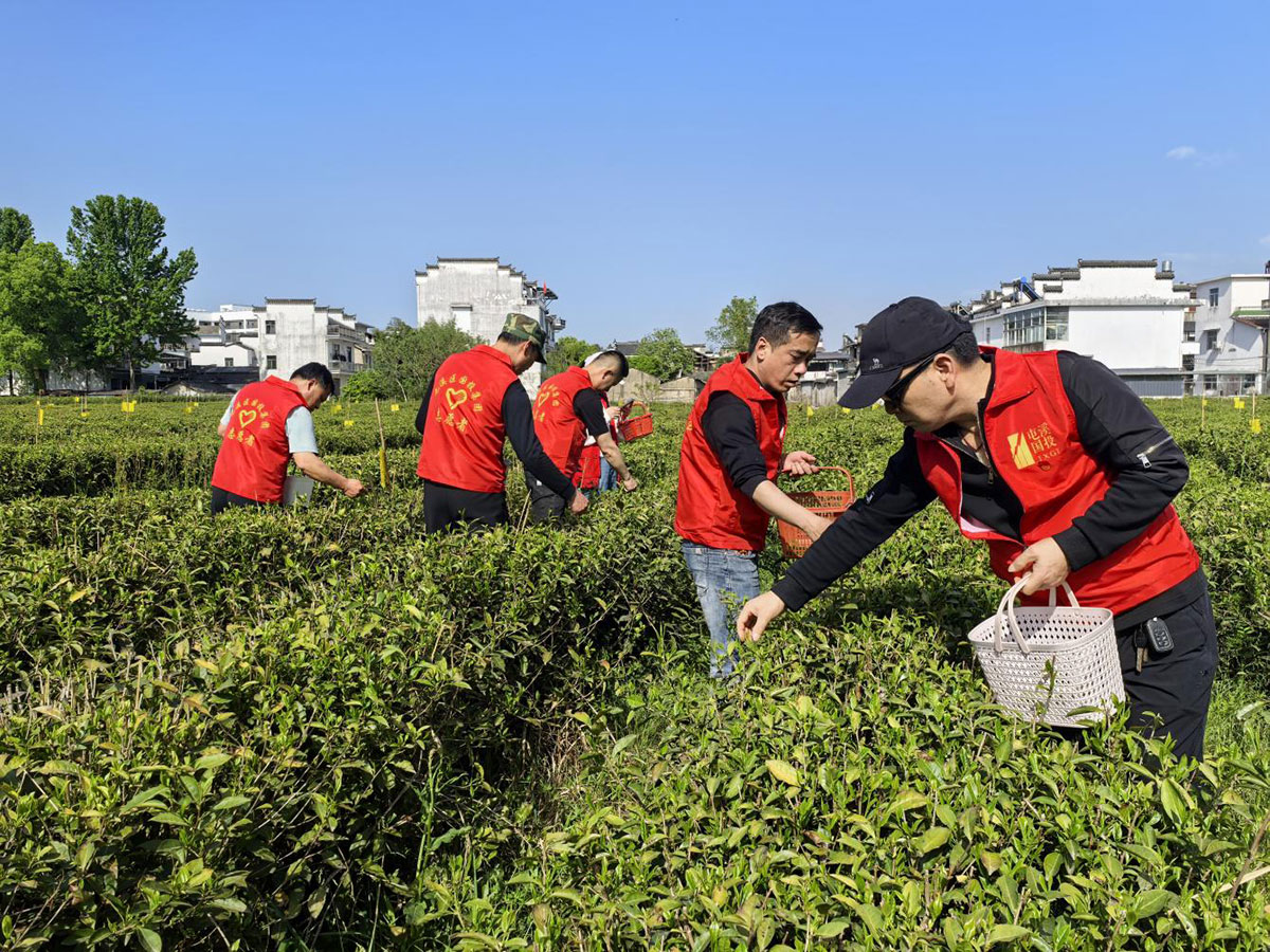 昱城產(chǎn)投公司黨支部開展“茶香潤(rùn)初心,黨旗映茶園”主題黨日活動(dòng)
