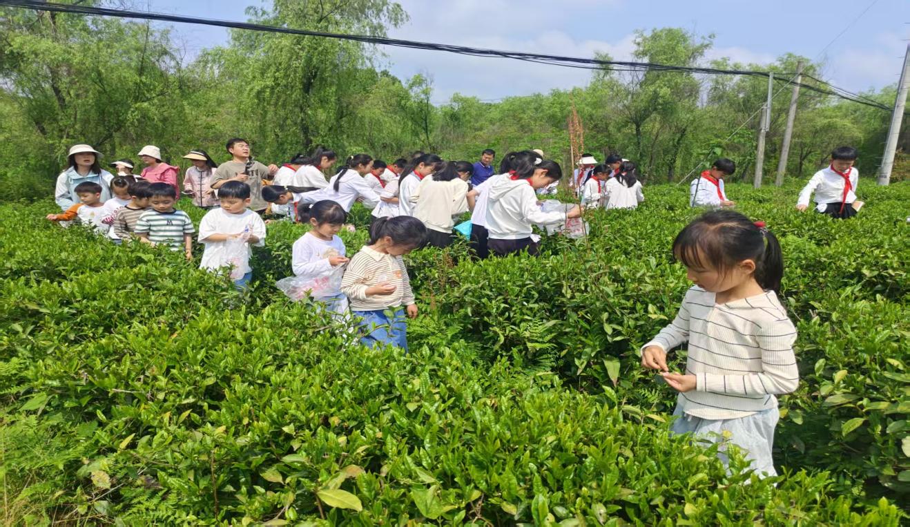 區(qū)關工委組織學生到實驗茶場開展茶文化主題實踐活動